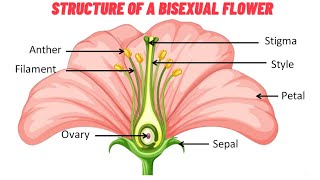 Exploring the Structure of a Bisexual Flower: Calyx, Corolla, Androecium, and Gynoecium