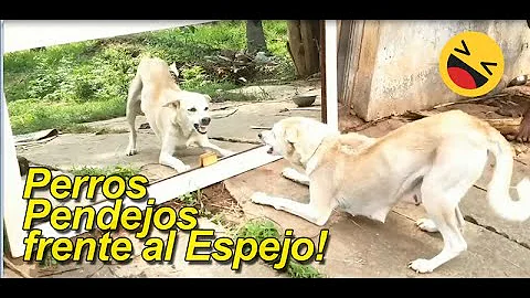 ¿Se ven los perros en el espejo?