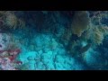 Key Largo - Scuba Diving (9/2016)