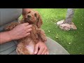 australian labradoodle puppys 8 weeks