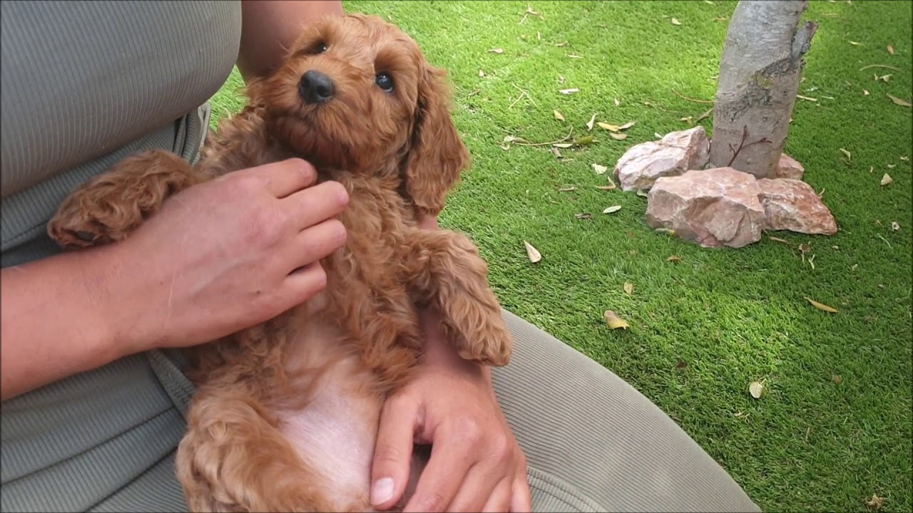 labradoodle 8 weeks old