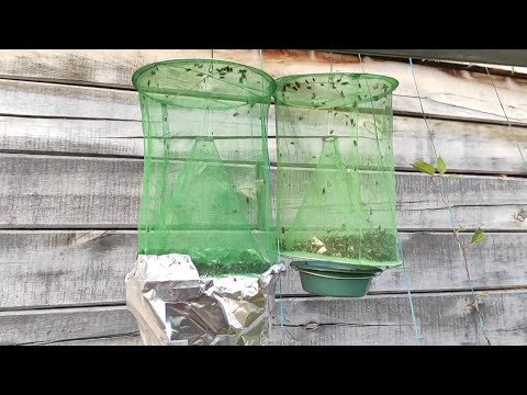 Видео: Живы ли ловушки для мух?