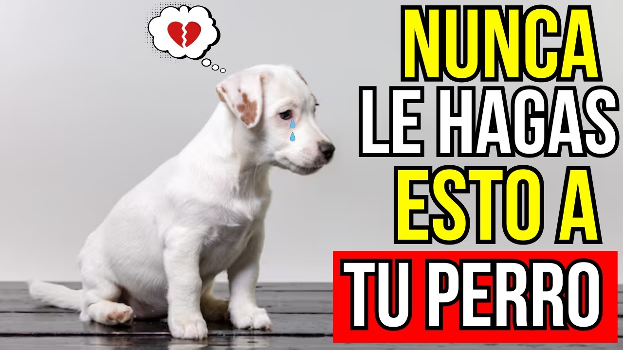 15 ERRORES Que Hacen Que Tu PERRO Piense Que NO lo Amas (¡EVÍTALOS!) 💔