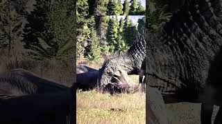 🦖T-REX vs GIGANOTOSURUS vs SPINOSAURUS in JWE2 #jurassicworld #jurassicpark #dinosaurs #dino #jwe2 screenshot 1