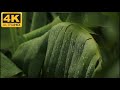 Raindrops Falling On The Banana Leaves Rain Video Footage Without Any Copyright