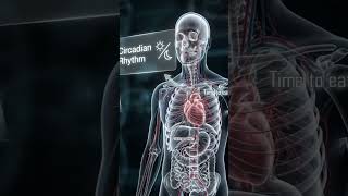 Why You Get Hungry on a Schedule Ghrelin, Circadian Rhythms, and Your Hidden Clock