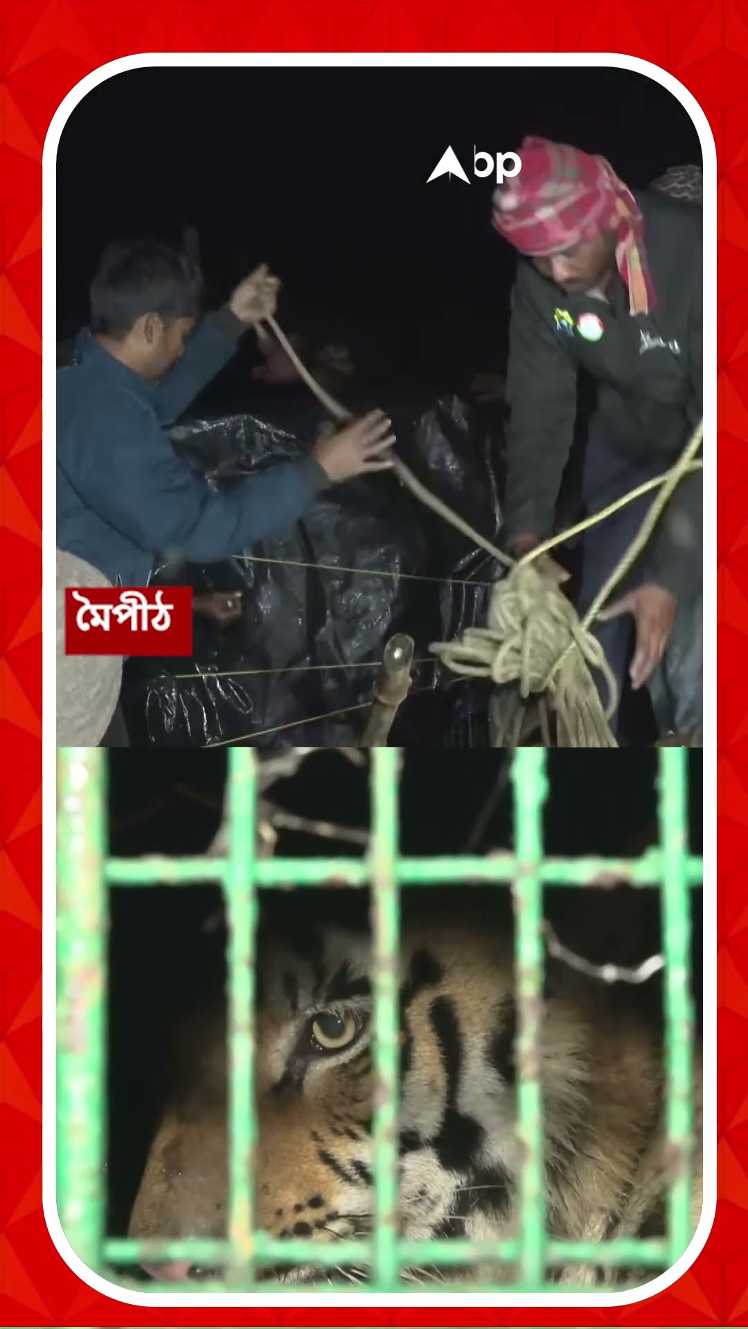 কাল বনকর্মীর উপর হামলা, আজ মৈপীঠে বাঘ-বন্দি