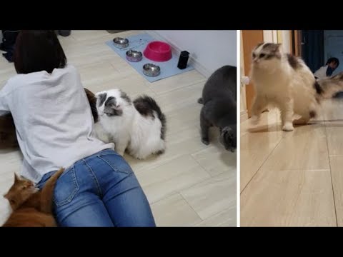 ママの尻にマタタビ!(おまけ映像入り。主のお尻もあるよ。1:45~) - YouTube