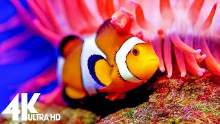 The Best Aquarium 4K VIDEO (ULTRA HD) 🐠 Beautiful Coral Reef Fish - Sleep Relax Meditation Music