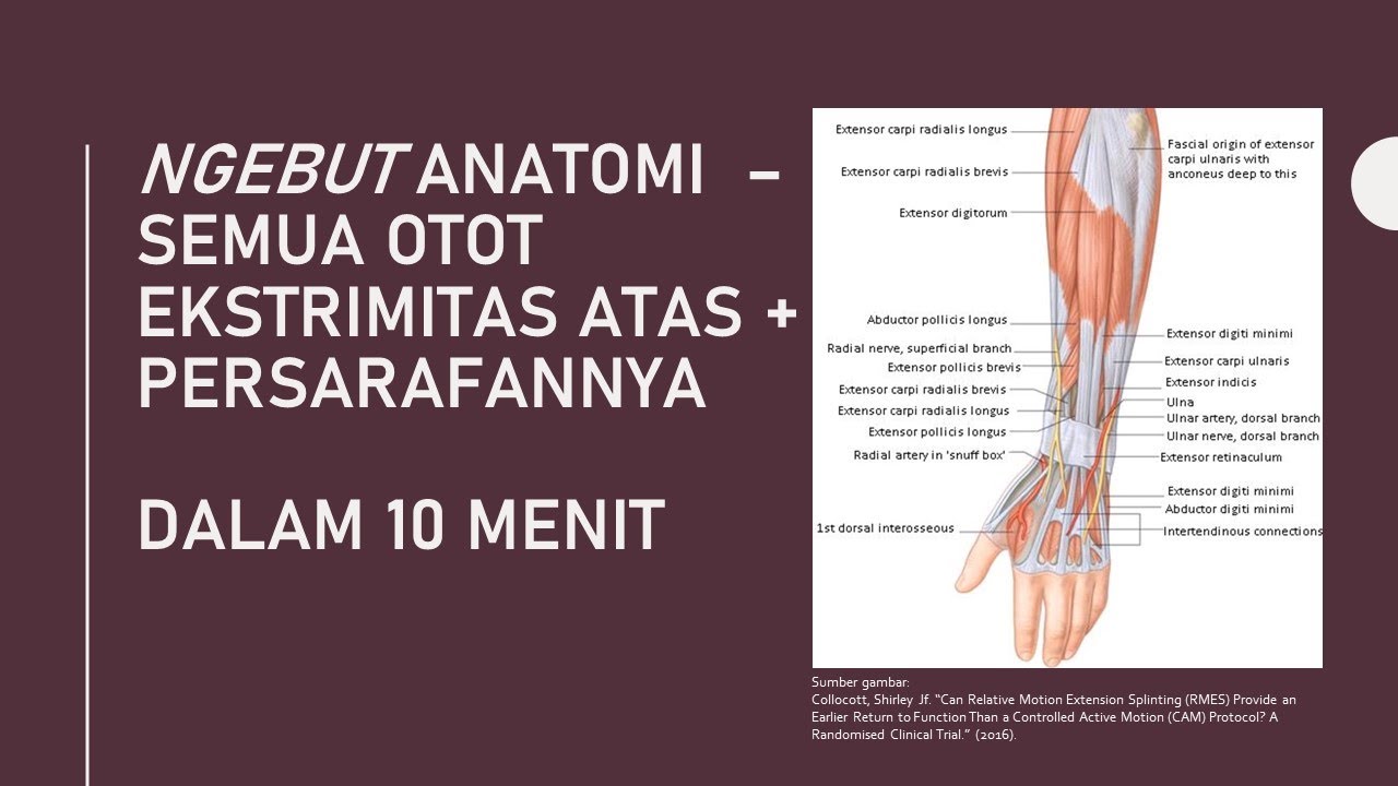 NGEBUT ANATOMI - CARA CEPAT BELAJAR OTOT EKSTRIMITAS ATAS dan Persarafannya