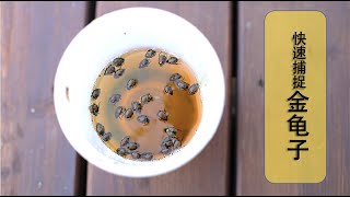 【捉害虫】38•除虫\/日本金龟子又重现江湖，用最简单的方法抓害虫，同时推荐一些工具和杀虫剂