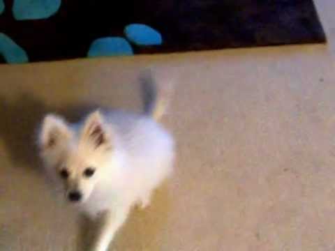 3 month pomeranian puppy