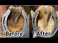 Farrier hoof restoration satyfing  rashid technical