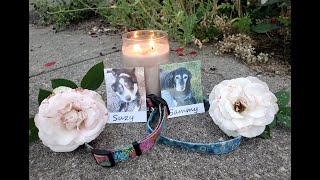 In Memory of Suzy Q and Sammy - 2007-2023