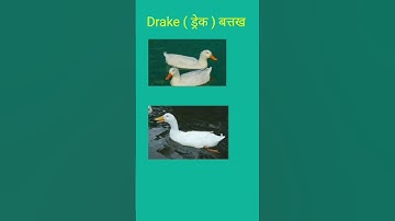 #Name Of Bird #education #video #shortvideo #viral #English #meaning #pakshiyo ke name #Drake #viral