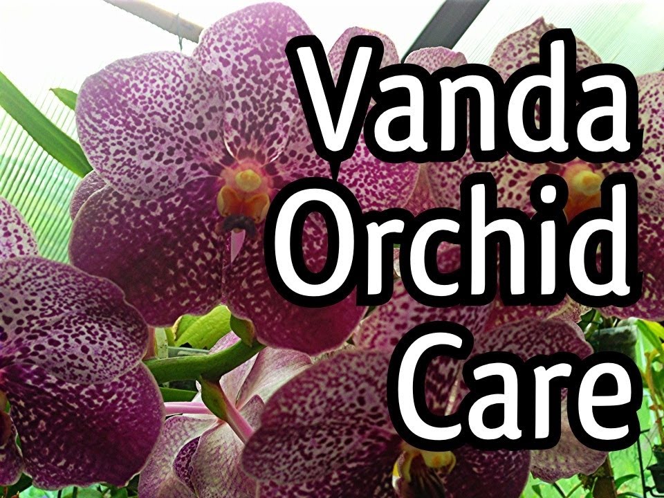 Vanda Orchid Care Tips / My Vanda X in full bloom / Everyone loves a Purple  Orchid! - thptnganamst.edu.vn