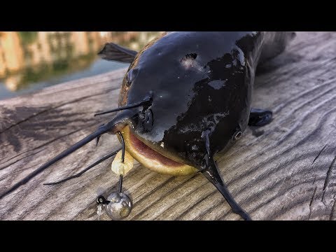 Video: Come Tagliare Il Pesce Gatto
