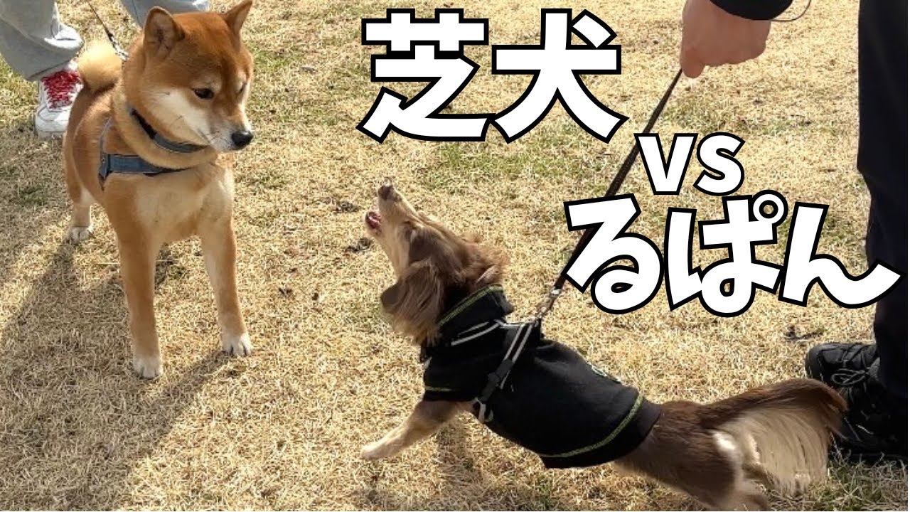 ダックス以外のワンちゃんとは全て乱闘モード！毎度の動画となります。。