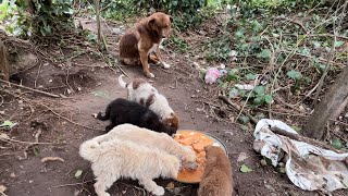 Mother dog doesn't eat unless her puppies are full. by Sevpati 31,605 views 1 month ago 24 minutes