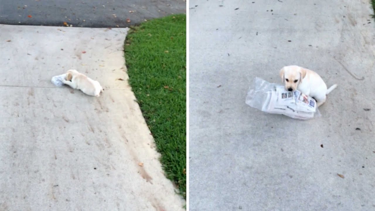 Tiny Puppy's BIG Struggle Wilth The Newspaper Is Too Cute
