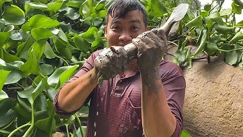 Lặn Cống Bắt Cá Lóc Mò Tôm Càng Làm Cơm Quê Dân Dã | Cù Lao Dung Vlogs #311