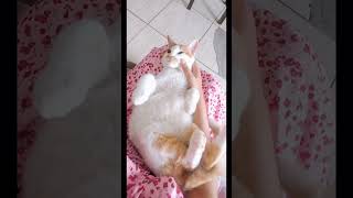 #cutecat #cat #cute #gatos