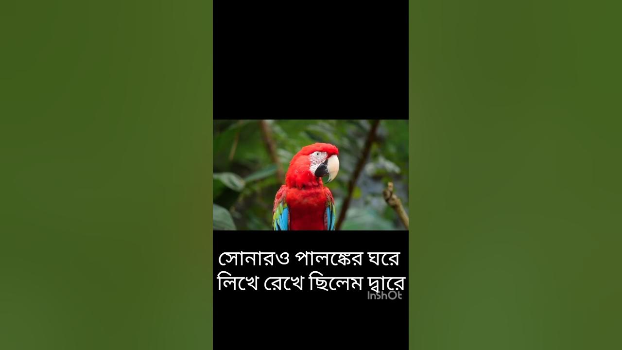 Popular Bangla Song YouTube popular-bangla-song-youtube
