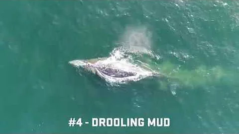 Top 5 Coolest Gray Whale Behaviors from above