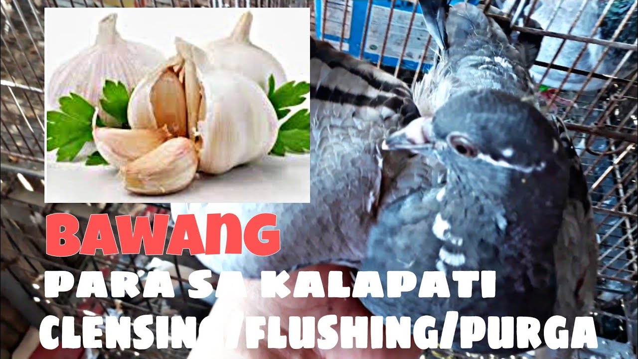 BAWANG JUICE SA KALAPATI (CLENSING /FLUSHING/PURGA.👍