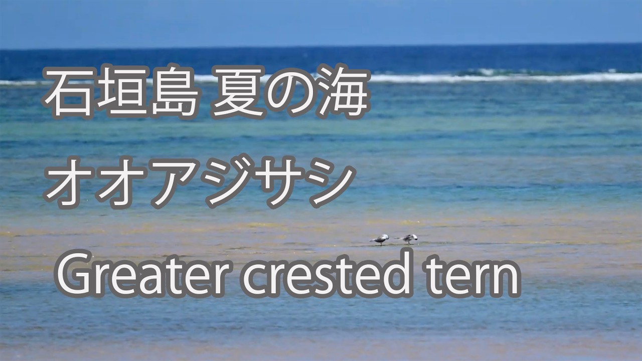 石垣島 夏の海】オオアジサシ Greater crested lizard