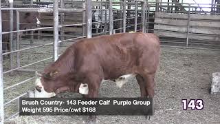 Steers 1 through 5 Brush Country 706 Session 1 September 15 2022