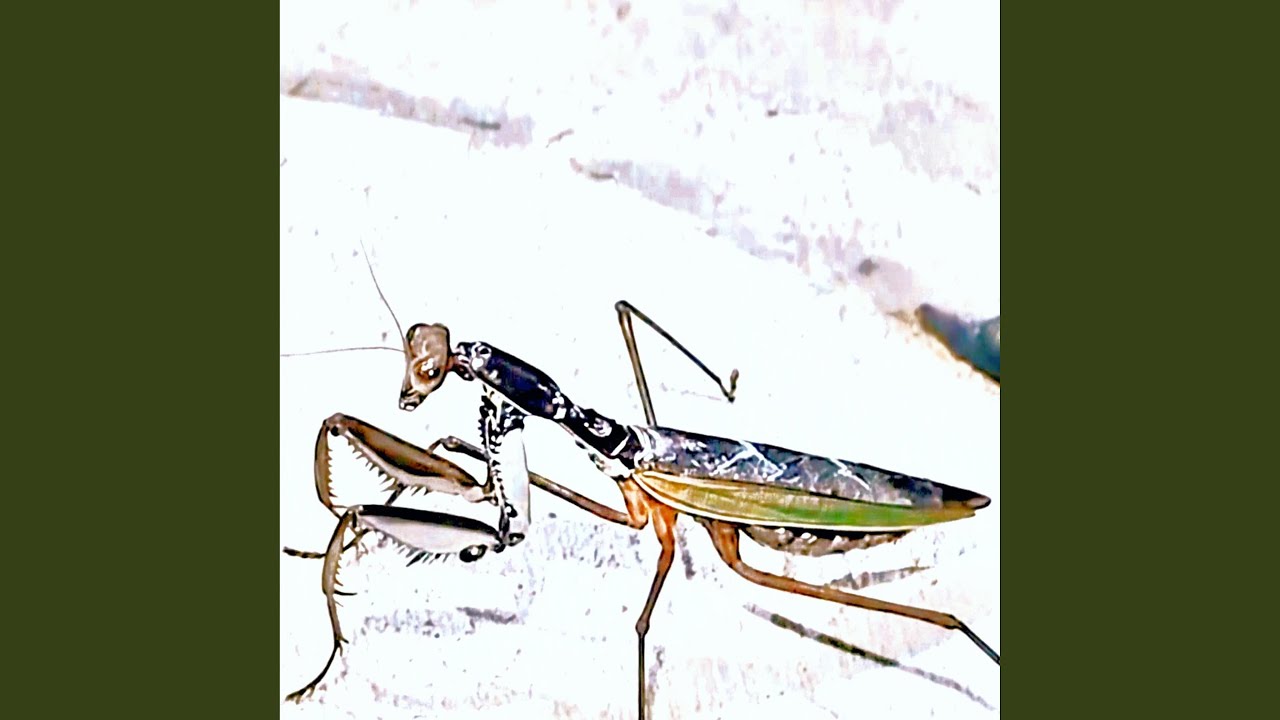 Watch Icee Trajectory on YouTube Watch Icee Trajectory on YouTube