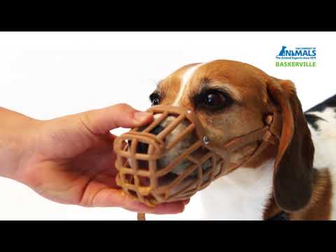 Video: So Legen Sie Ihrem Hund Einen Maulkorb
