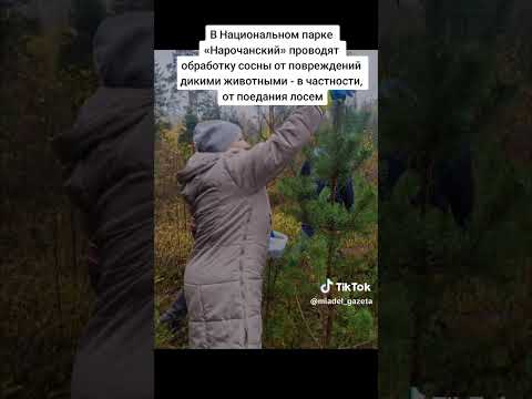 Video: Taman Negara Narochansky: flora dan fauna, foto, cara untuk ke sana. Tujuan pembentukan taman, rejim perlindungan dan pengurusan alam semula jadi