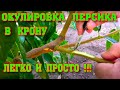 Летняя ОКУЛИРОВКА ПЕРСИКА в крону/ ЛЕГКО И ПРОСТО!!!