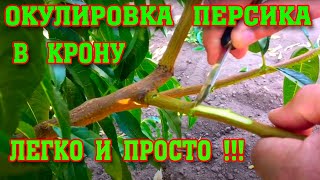 Летняя ОКУЛИРОВКА ПЕРСИКА в крону/ ЛЕГКО И ПРОСТО!!!