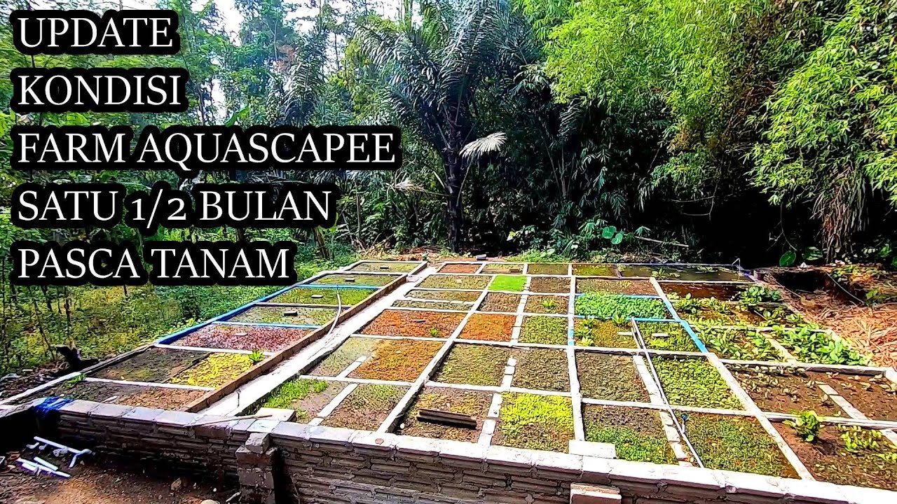 BEGINILAH TANAMAN AQUASCAPE DIBUDIDAYAKAN | UPDATE KONDISI FARM AQUARIMBA SETELAH RENOVASI