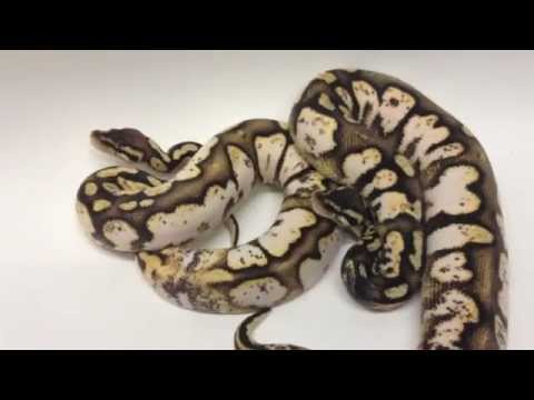 Ball Python Königspython Morph Maker More Color