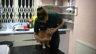 Vet demonstrating how to administer eye drops to a wriggly cat