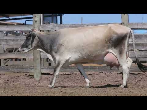 LOTE 54 011