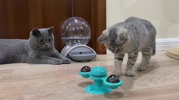 Cat Windmill Toy - Your Cat will Love This
