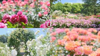 【京都・初夏の涼】水が滴る満開のバラ園｜ネモフィラの青に涼み、きらめく新緑に癒やされる