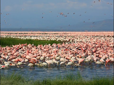 Video: Lake Nakuru National Park: location, description, photo