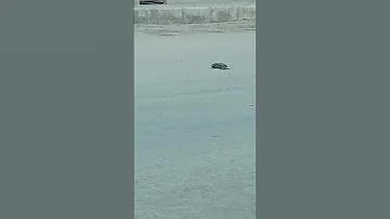 حزين طائر يحزن عل اخيه عند وفاته 