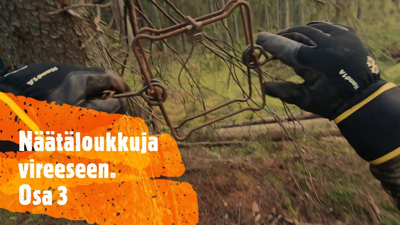5.11.2019 Näätäloukkuja vireeseen.  Osa3