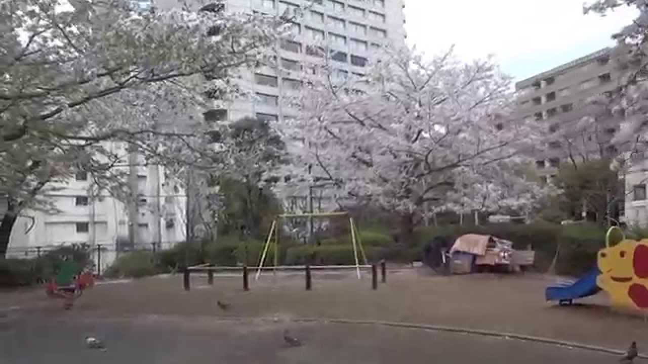 東京桜散歩 港区赤坂 氷川公園 14 4 5 Akasaka Tokyo Youtube