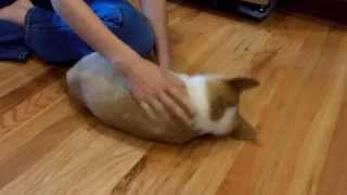 Corgi Belly Rubs