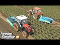 Robimy wykopki ziemniaków - Farming Simulator 19 | #11