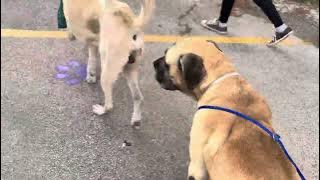 A2045590 Santa and A2045614 Bronco temp test