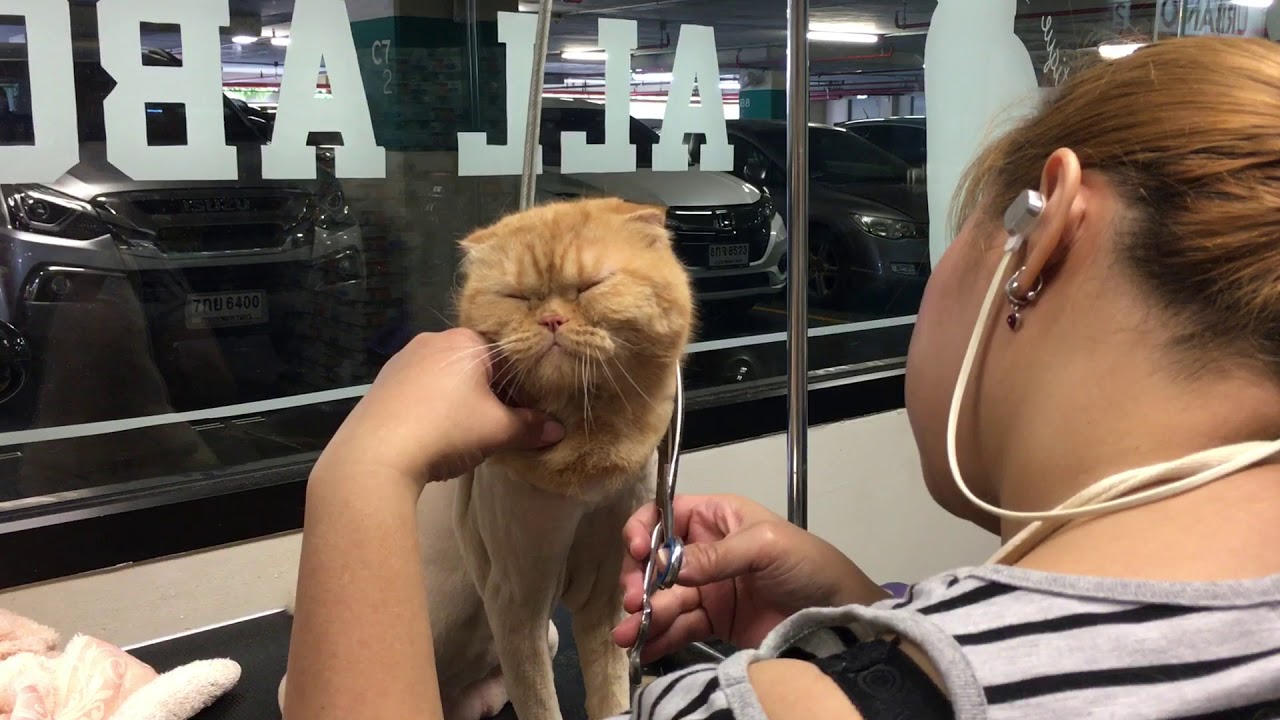 Cute Cat shower and cut hair YouTube